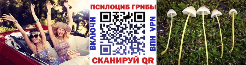 Псилоцибиновые грибы Psilocybine cubensis  дарнет шоп  Волхов 